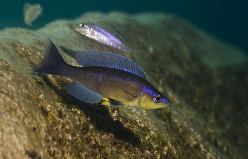 Cyprichromis sp. 'kibishi' Milima Island